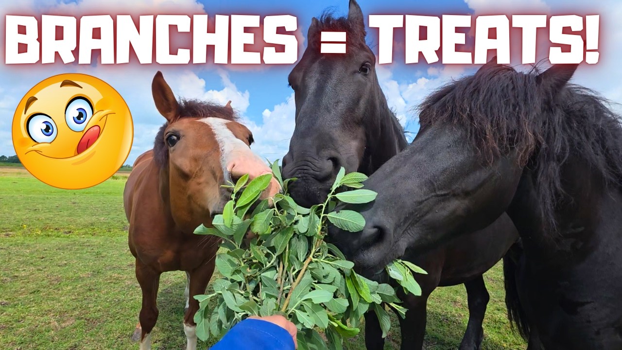 New Farrier! Scary Branches… But So Tasty! Meet a New Foal! | Friesian Horses