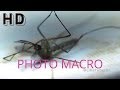Close up Photo Macro - Mosquito (Ochlerotatus) - Nyamuk