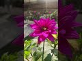 winter , sunlight and flowers  . #dailyvlogs