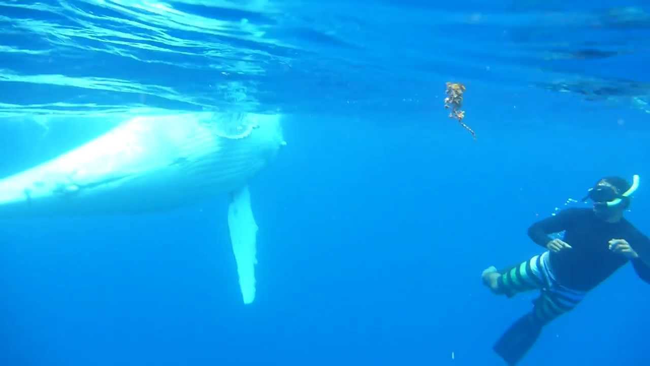 Snorkeling With Humpback Whales Moorea Youtube
