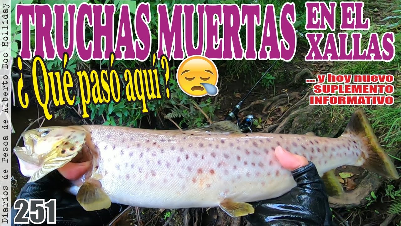 TRUCHAS MUERTAS EN EL RÍO XALLAS. ¿Qué pasó aquí?. Pesca con cucharilla s/m y lance a ballesta