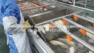 Chinese cabbage nondestructive washing machine 20210704