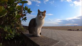 海辺の公園でお正月を迎えた野良猫達