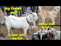 Jirapur bakra Mandi live updet biggest malwa goat market jirapur cover with price 5 Jan 2022
