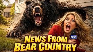 Another Bear Under A California Home Bear Startles News Reporter