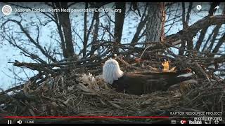 -Decorah Eagles North some COG's copulating and airing the egg 02-18-2022