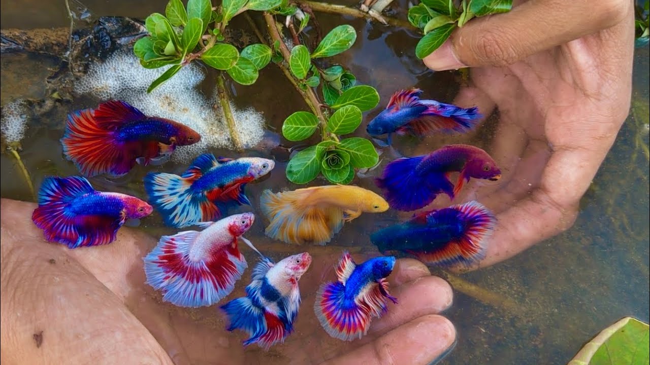 Betta Nature Fishing– We Finding Wild Bettas Fish from Natural Rice ...