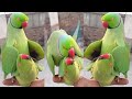 Cute jora masti full parrot cross