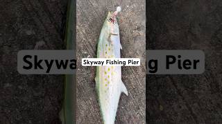 Skyway Pier Spanish Mackerel! 1/2 Ounce JYG Crappie Jig