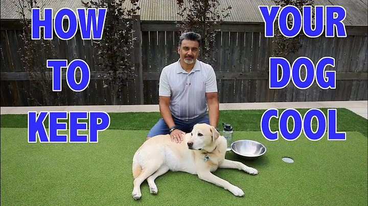 Keep Your Dog Cool in the Summer Heat || How to Keep Your Dog Cool || Dog Heat Stress