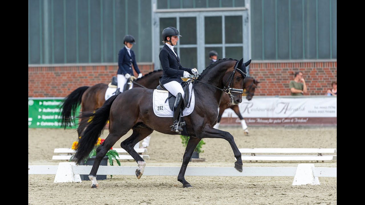 Don Romance PS Stallion Collection Schockemoehle & Helgstrand 2021