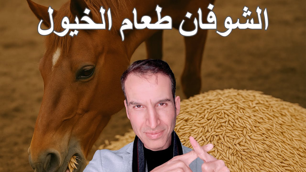 هل الشوفان هو طعام الخيول 🥸 أم هو مفيد وله فوائد صحية عديدة مثبتة بالدراسات 🧐🧐 ؟