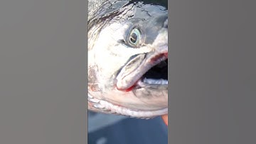 Loại cá hồi đắt nhất thế giới cá hồi hoang dã | TÂY BẮC TV #shorts