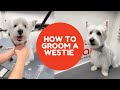 How to groom a westie 