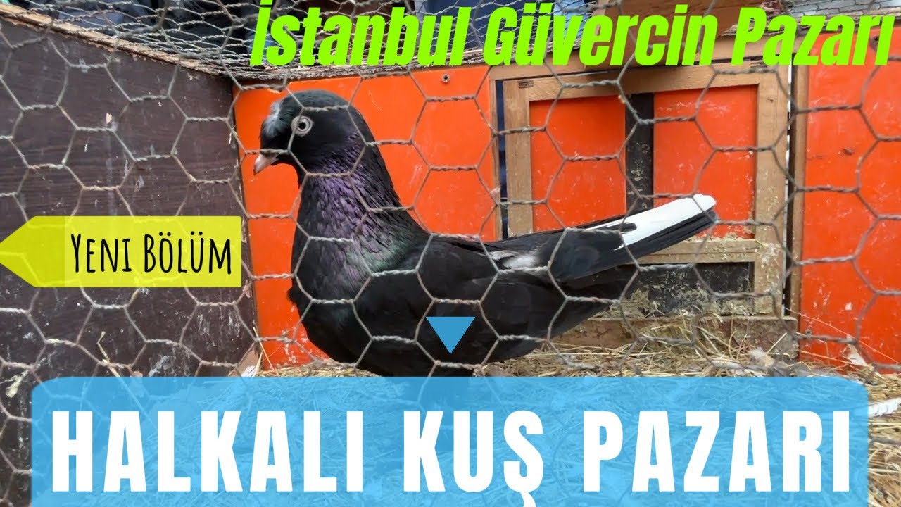 Halkalı Kuş Pazarı - istanbul güvercin pazarı #kuşpazarı #güvercin #güvercinvideoları 