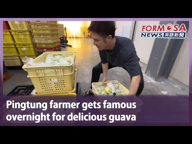 Pingtung farmer gets famous overnight for delicious guava｜Taiwan News