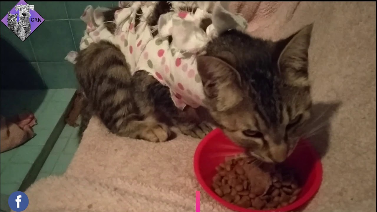 Como Saber Si Envenenaron A Mi Gato