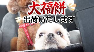 【トリミング】帰りの車に大福が乗っていました！今から出荷いたしますw