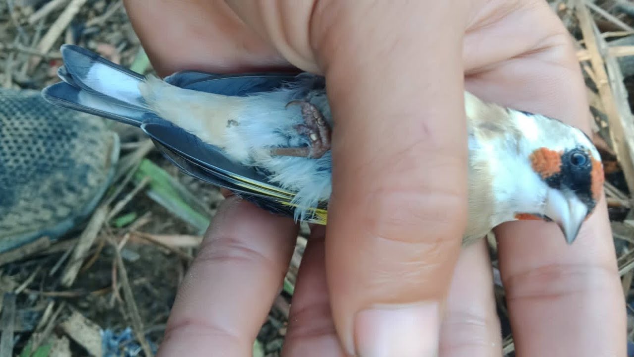 فيديو لصيد أجمل طفرات هذه السنة