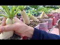 White radish grown in plastic bags