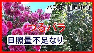 11月中旬のバラ庭紹介□来年の春を担う品種達(._.) - YouTube
