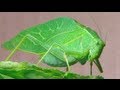 The Katydid (Leaf Bug)