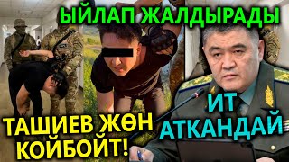 Ташиев ТИЗЕЛЕТТИ😱 Чымчыкты моюндан кармагандай😱 ЖОСКА кылды😱
