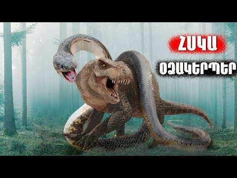 Video: Արդյո՞ք օձերն են հիմնական սպառողները: