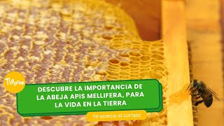 Importancia de la abeja Apis Mellifera para la vida TvAgro por Juan Gonzalo Ange