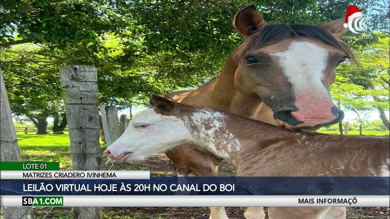 Criadero Ivinhema oferta 11 matrizes crioulas paridas e prenhas hoje no Canal do Boi