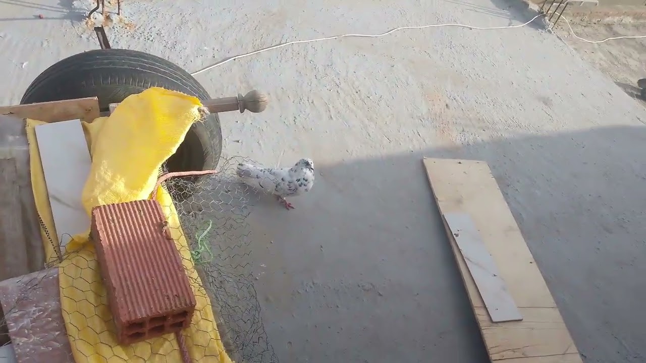 توليعة في حمام الزاجل