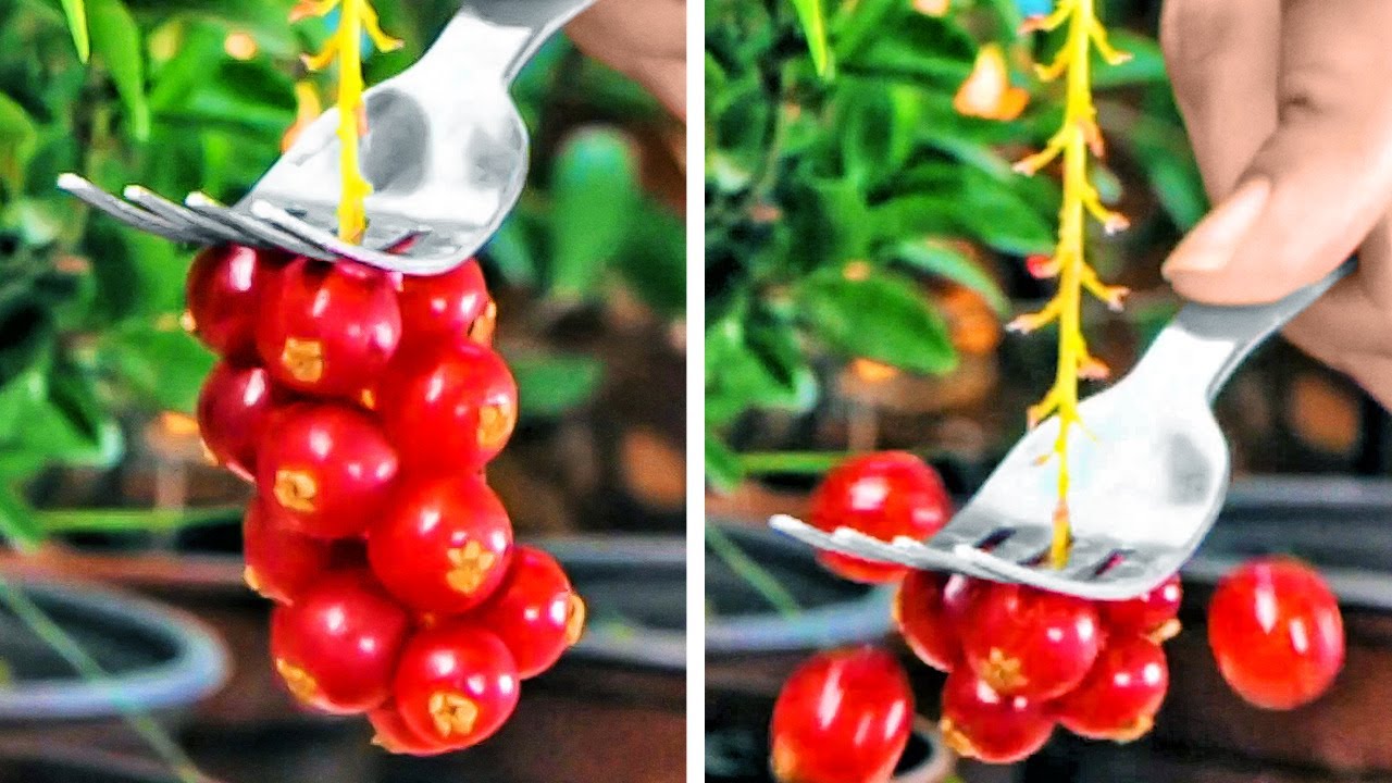 Smart Gardening Hacks That Actually Work