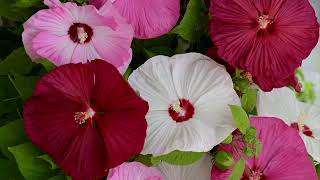 Roberta's 3-Piece Luna Series Hardy Hibiscus Live Plants on QVC screenshot 4