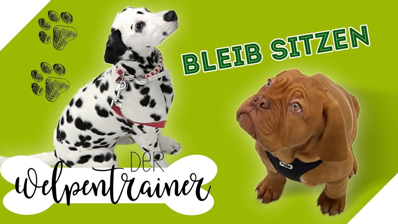 Auflösekommando 🐾 Eine Übung zum Befehl "Bleib sitzen" | Der Welpentrainer | sixx