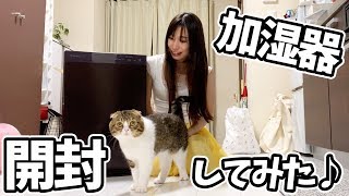 【猫】空気清浄機がやってきた！な猫とママ【スコティッシュフォールド】