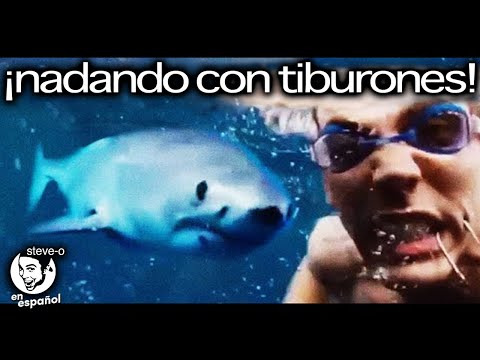 Mis 10 Encuentros Más Locos con Tiburones | Steve-O en Español