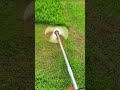 Cutting tall green grass with a motorized string trimmer for agricultural maintenance in a field