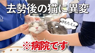 去勢後の猫の様子が変だったので慌てて病院に行きました