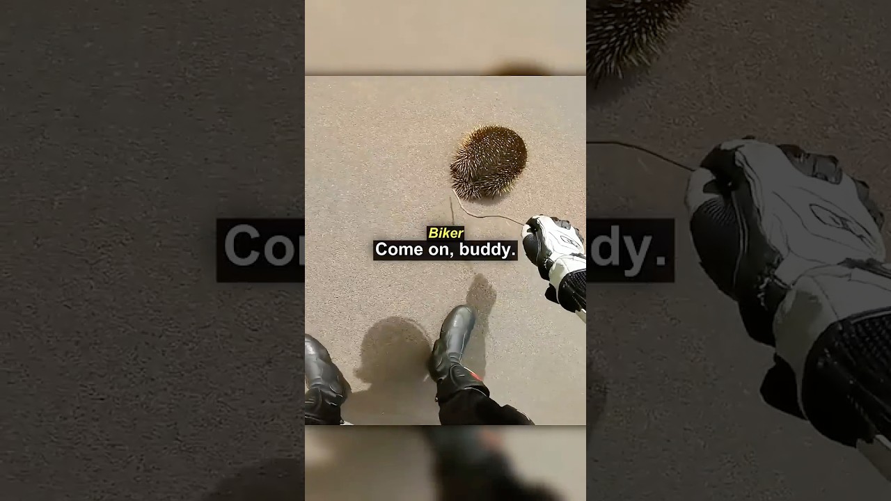 Biker Saves a Wild Animal From the Road