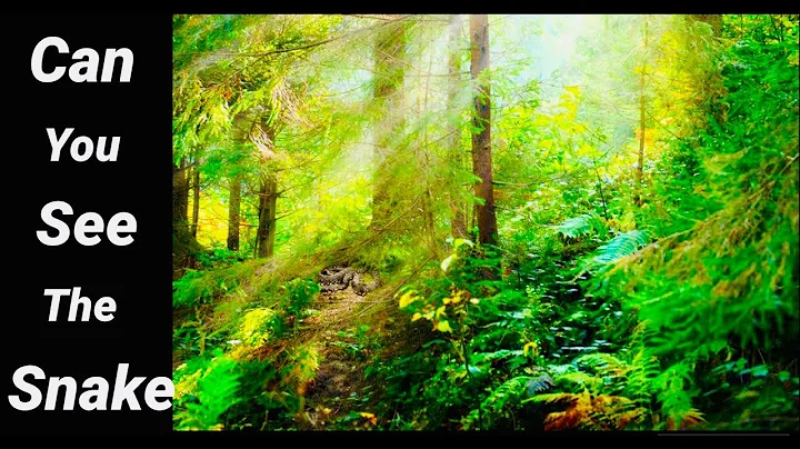 Find The Hidden Animals; Nobody Can Find Them All |Optical Illusions|Brain Teasers|Wild Me