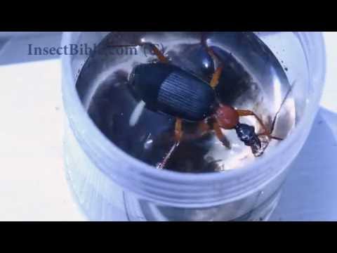 Video: Mapanganib ba sa mga tao ang false bombardier beetle?