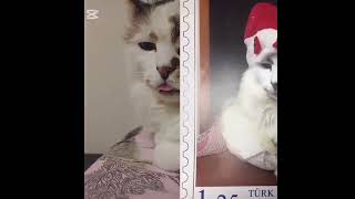 Minnacık Sevdacık Kedicik Resimi