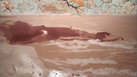 Exploring the Texture Brushes in Painter for Essentials users