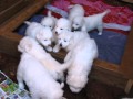 Donatella's 4 Week Old Maremma Lgd Pups for Sale in Georgia Donatella's 4 Week Old Maremma Lgd Pups for Sale in Georgia