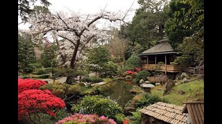 JAPANESE TEA GARDEN || SAN FRANCISCO || BONSAI ||JAPANESE MAPLE TREE|| JAPANESE FLOWERS || RELAXING