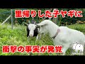 彼女と一緒に里帰りした子ヤギに衝撃の事実が発覚！　2023年7月5日 手作りヤギ牧場 goat farm 吉がけ牧場