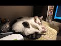 猫が起きるまでの耐久作業用動画4