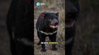 O SEGREDO CHOCANTE Da Mordida Do Diabo-da-Tasmânia!