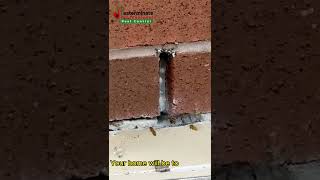 OFFER !! OFFER !! OFFER !!**** 30% OFF **** Wasps Nest Control Service in Toronto