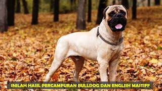 ANJING BULLMASTIFF by John Bern 104 views 1 year ago 4 minutes, 29 seconds